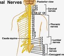 Image result for Coccygeal Plexus