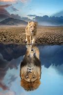 Image result for Cat Lion Reflection