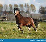 Image result for Welsh Hair