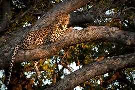 Image result for Botswana Leopard