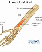 Image result for Extensor Pollicis Brevis