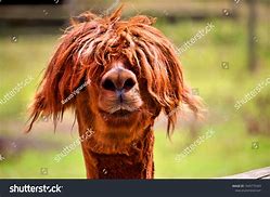 Image result for Alpaca Long Hair