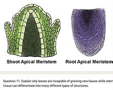 Image result for Root Cap Apical Meristem