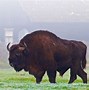 Image result for Polish Bison