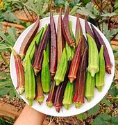 Image result for Okra Vihannes