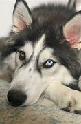 Image result for White Female Siberian Husky