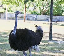 Image result for Ostrich