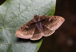 Image result for Raisin Moth