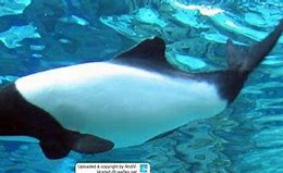 Image result for Cephalorhynchus Commersonii