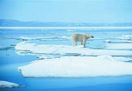 Image result for Arctic Tundra Biome Climate