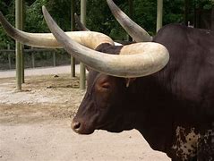 Image result for Bos Taurus Male