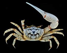 Image result for Atlantic Sand Fiddler Crab