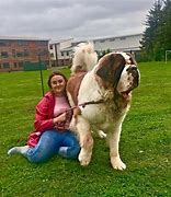 Image result for Giant St. Bernard Dogs