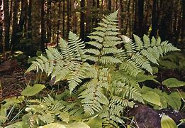 Image result for Flowering Fern