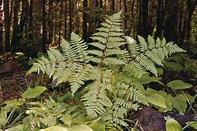 Image result for Underside of a Fern