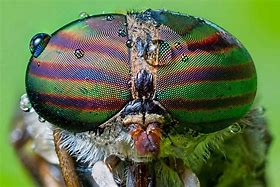 Image result for Fly Eyes