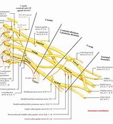 Image result for Flow Chart of Brachial Plexus