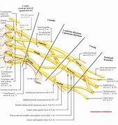 Image result for Brachial Plexus Roots