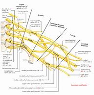 Image result for Brachial Plexus Posterior View