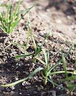 Image result for Chives in Herb Garden