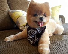 Image result for Beautiful Cute Dogs