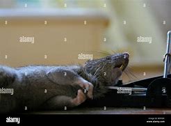 Image result for Dead Rat Trap