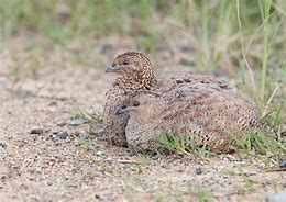 Image result for Brown Quail