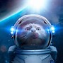 Image result for Space Cat Meme