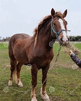 Image result for Light Brown Draft Horse