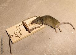 Image result for Oil Trap Mouse