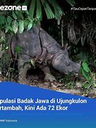 Image result for Badak Jawa Barat