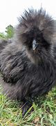 Image result for Cute Silkie Chickens