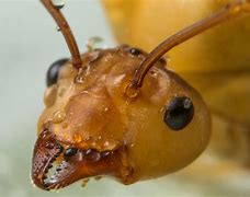 Image result for Bullet Ant Face