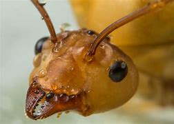 Image result for Ant Face