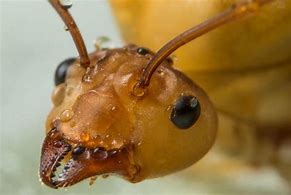 Image result for Macro Ant Face