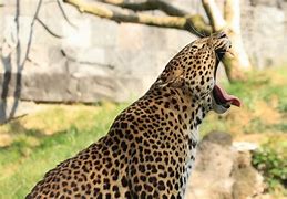 Image result for Java Leopard