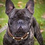 Image result for Baby Black Bulldog