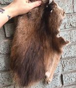 Image result for Muskrat Pelt