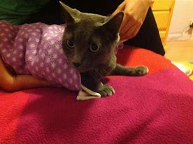 Image result for Cat Eating Burrito