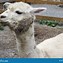 Image result for Llama Smile