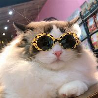 Image result for Easy Cat with Sunglasses