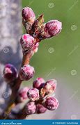 Image result for Identify Peach Tree Buds