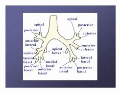 Image result for Lung Layers Anatomy