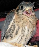 Image result for Baby Kestrel Rescue