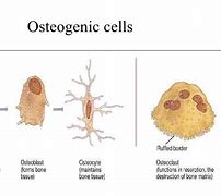 Image result for Osteoblasts in Bone