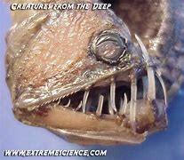 Image result for Viperfish