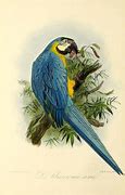 Image result for Blue Parrot Painting