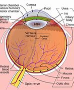 Image result for Globe Rotation Muscle Eye