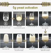 Image result for Yeast Cell Fermentation Alcohol