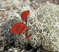 Image result for Tundra Flora